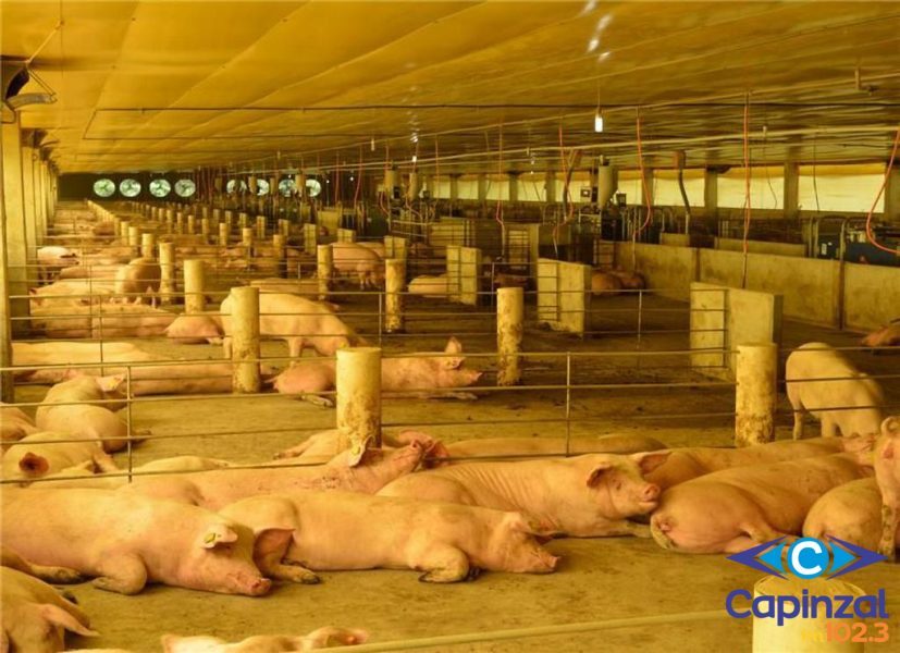 BRF avança em compromisso de bem-estar animal com gestação coletiva de suínos