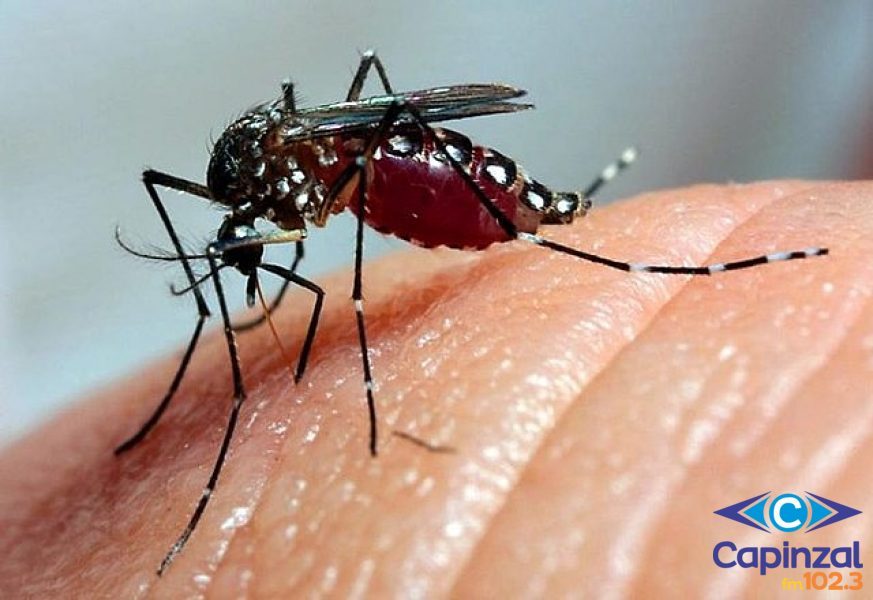 Crescente da Dengue: município de Ouro descarta primeira caso suspeito do mosquito e aguarda resultado de outros dois