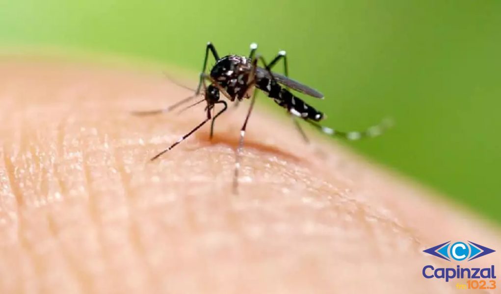 Capinzal registra dois casos suspeitos de Dengue – Ambos seguem em monitoramento