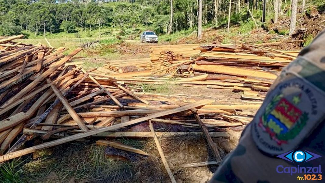 Mais de dezessete metros cúbicos de madeira ilegal são apreendidas em Anita Garibaldi