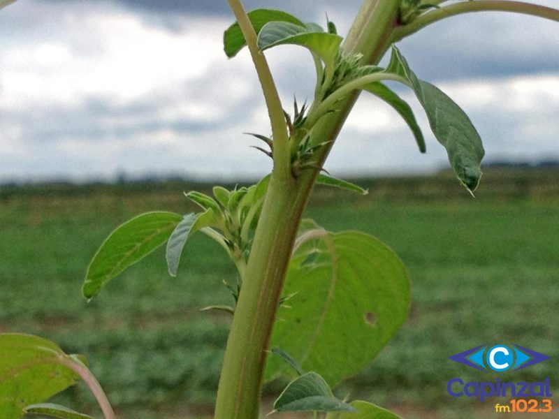 Cidasc inicia procedimento de levantamento de detecção da praga Amaranthus palmeri no território catarinense