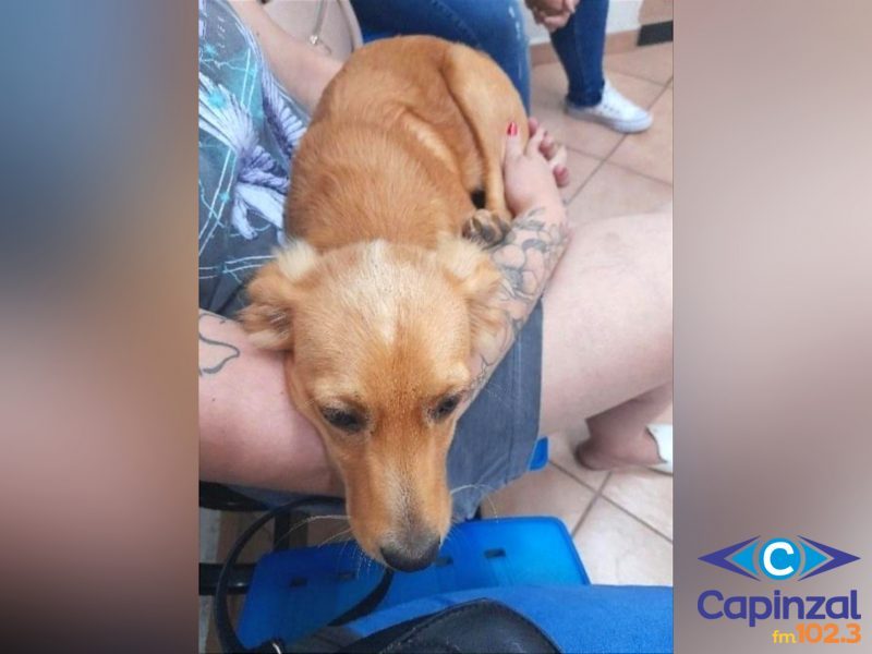 Mulher é presa por arremessar cão de motocicleta em Concórdia