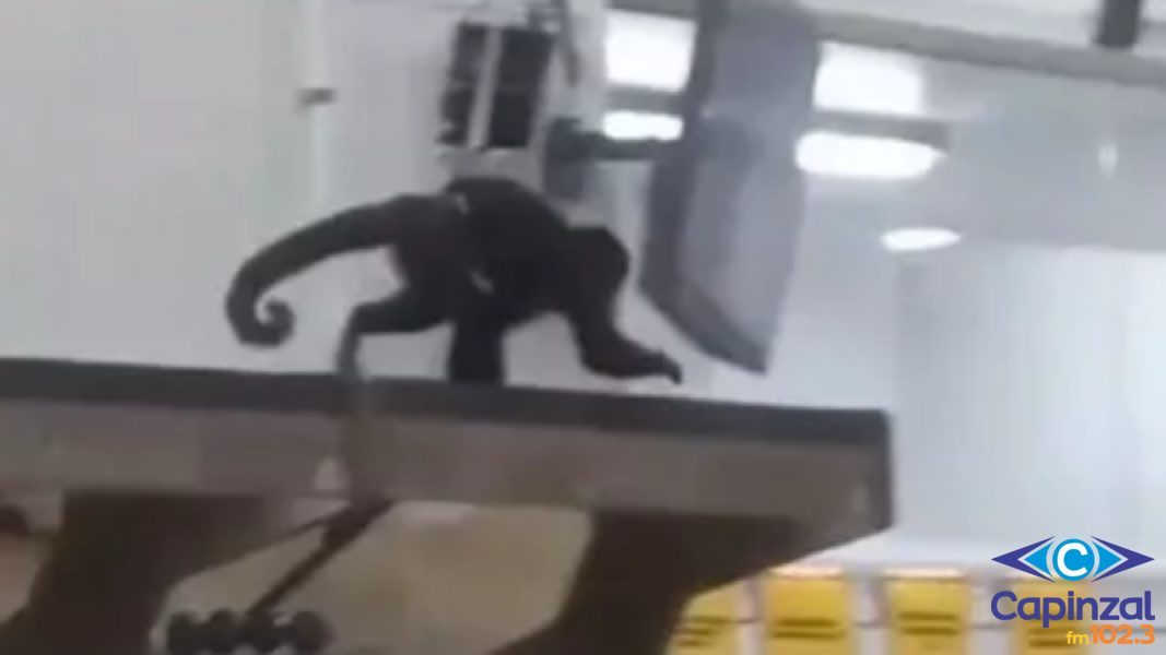 Macaco-prego invade mercado e toma cerveja em São Francisco do Sul