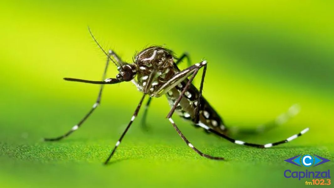 Capinzal ultrapassa 195 casos de dengue