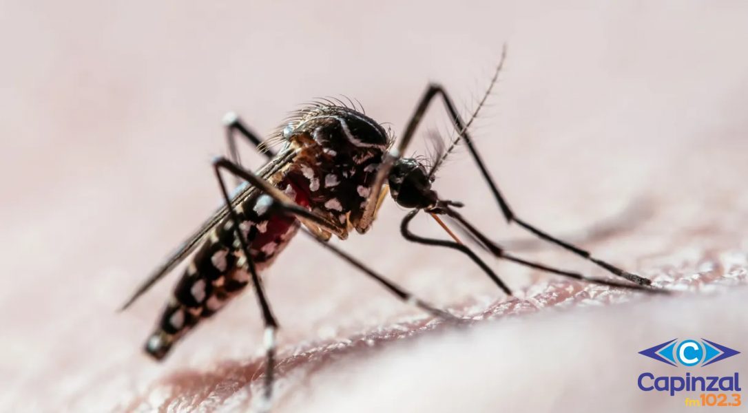 Capinzal registra 244 casos de Dengue