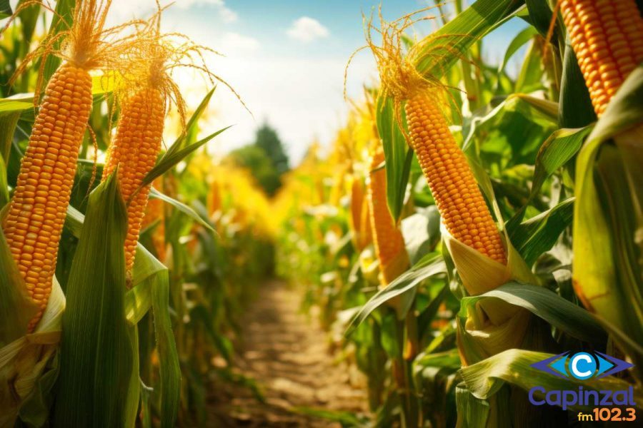 Programa troca-troca de semente de milho da Epagri incentiva agricultores em Ouro