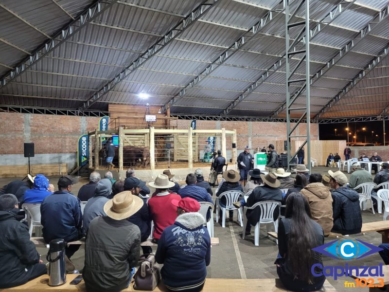 Sindicato Rural de Capinzal realiza nesta quinta-feira o 9º Leilão do Gado Geral em Zortéa