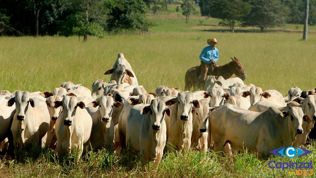 Dia Nacional do Pecuarista: Profissional comenta sobre os desafios da profissão