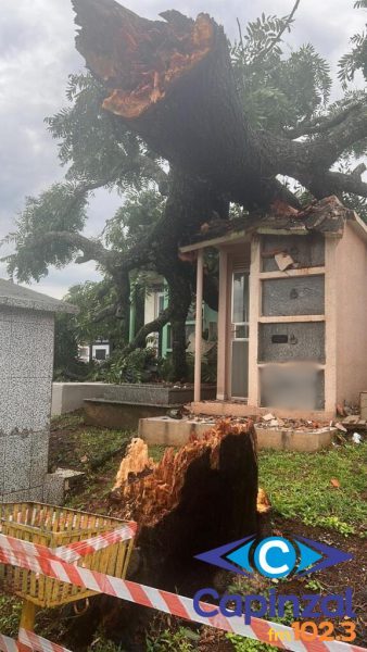 Árvore de 20 metros cai em cima de túmulos em cemitério de Chapecó