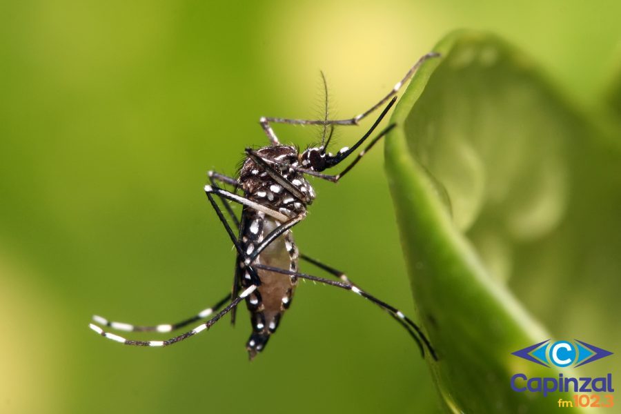 Combate à dengue: Vila Sete de Julho recebe fumacê nesta sexta-feira à tarde