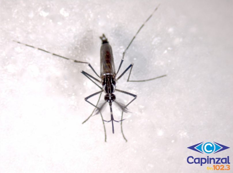Fumacê contra a dengue será realizado no Loteamento Universitário nesta quarta-feira